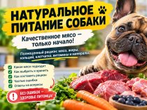 Натуральное питание собаки: как выбрать мясо и составить сбалансированный рацион