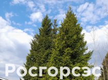 Росгорсэс