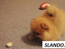 Gorgeous Chocolate Pomeranian Puppies Male