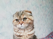 Породистые котята