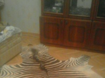 Продам шкуру зебры