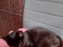 Котенок ищет внимательного и ответственного хозяина