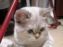 Породистые котята