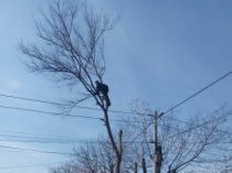Профессионально, аккуратно спилим дерево. Вывозим