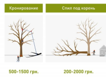 Обрезка деревьев в Харькове