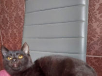 Котенок ищет внимательного и ответственного хозяина