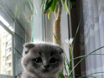 Шотландские котята