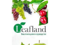 Интернет-магазин Leafland - предлагаем саженцы высокого качества по доступным ценам