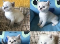 Шотландские котомалыши