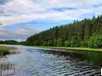 Шикарный участок 50 соток рядом с озером под Печорами
