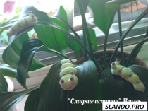 сладкие истории