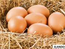 продам вкусные домашние яйца