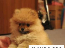 Gorgeous Chocolate Pomeranian Puppies Male