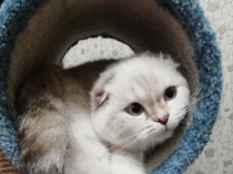 Породистые котята