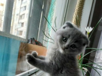 Шотландские котята