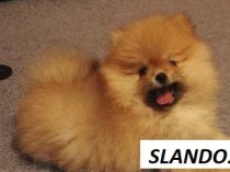 Gorgeous Chocolate Pomeranian Puppies Male