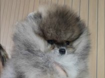 Померанский шпиц мальчик