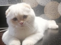 Породистые котята